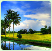Kerala Greenary